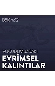Bölüm 12: Vücudumuzdaki Evrimsel Kalıntılar